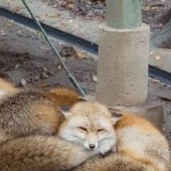 人气爆棚！盘点狐狸游戏界的爆款之作，解锁独特游戏体验