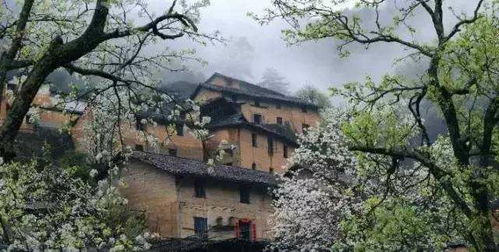 梨花木获取攻略揭秘：解忧小村落独门技巧大公开