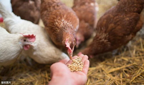 解忧村高效养殖指南：轻松掌握普通鸡养殖技巧