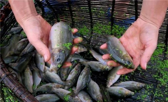 养鱼收益揭秘：小村落致富新途径一览