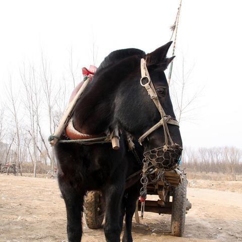 长安幻想恶霸攻略：高效完成剧情任务秘籍解锁