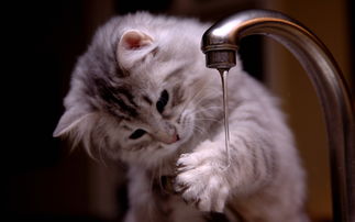 猫咪公寓2高效繁育攻略：掌握生育技巧，轻松生萌宝