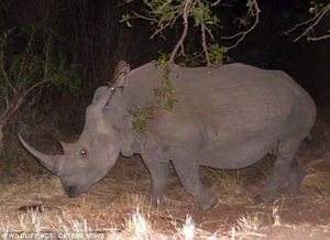 江南百景图犀牛捕获攻略：高效抓捕技巧大公开