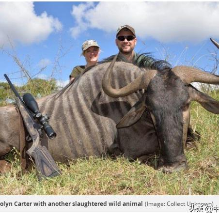 王者猎人罐头号轻松解锁，罐头自由攻略新技巧大揭秘