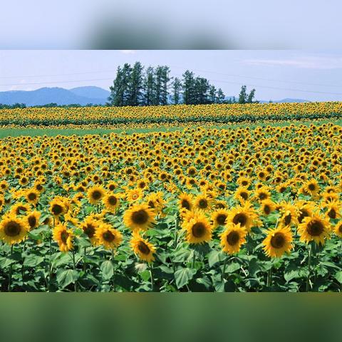 农夫葵花宝宝隐藏皮肤解锁攻略,轻松获取新玩法! 农夫葵花宝宝隐藏皮肤解锁攻略,轻松获取新玩法!