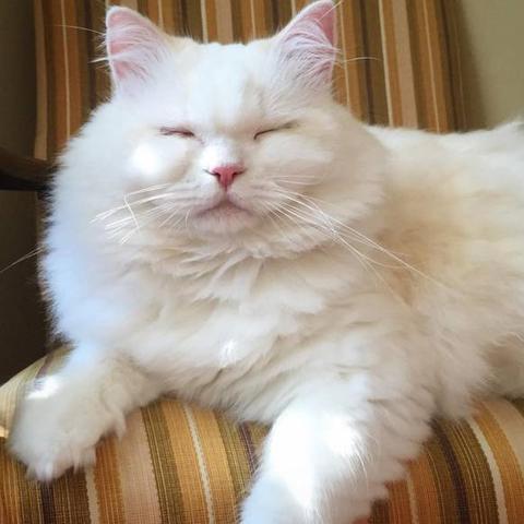 《揭秘活下去喵桑技能首选，最强搭配攻略大揭秘》