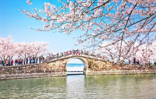 江南百景图孤崖拈春樱谜题攻略：解锁樱花之美新玩法