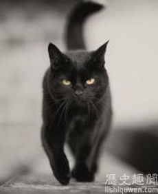 黑猫奇闻社呱唧大杂烩攻略:解锁推理新境界 黑猫奇闻社呱唧大杂烩攻略:解锁推理新境界