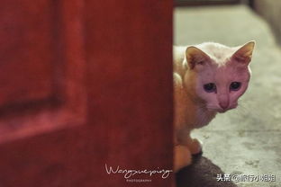 江南百景图速成攻略:轻松获取泥巴脏脏猫新动物技巧 江南百景图速成攻略:轻松获取泥巴脏脏猫新动物技巧