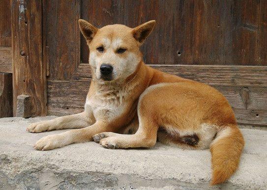 基因重塑攻略:狗生模拟器摆脱土狗基因新秘籍 基因重塑攻略:狗生模拟器摆脱土狗基因新秘籍