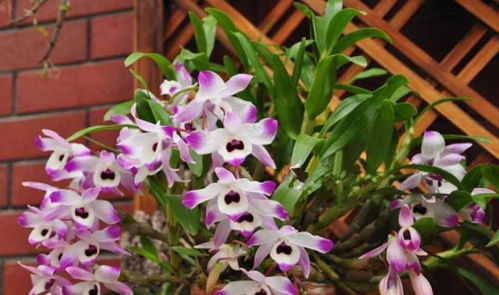 夺笋金钗石斛获取攻略：解锁无价之宝新途径