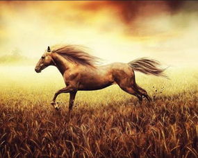 诺亚之心马匹血统识别攻略：深度解析血统鉴定技巧