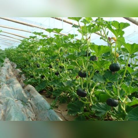 元素方尖技能合成秘籍:融合配方深度解析 元素方尖技能合成秘籍:融合配方深度解析