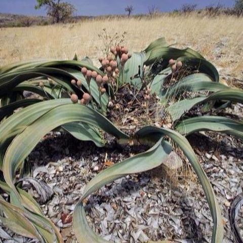 探秘《黑色沙漠》绝美奇花：寻获硕大珍宝攻略全解析