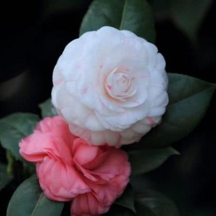 铃兰之剑结局全解析攻略,解锁隐藏价值点全攻略 铃兰之剑结局全解析攻略,解锁隐藏价值点全攻略