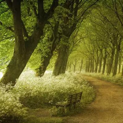 晚安森林食谱大揭秘：独家料理配方全收录