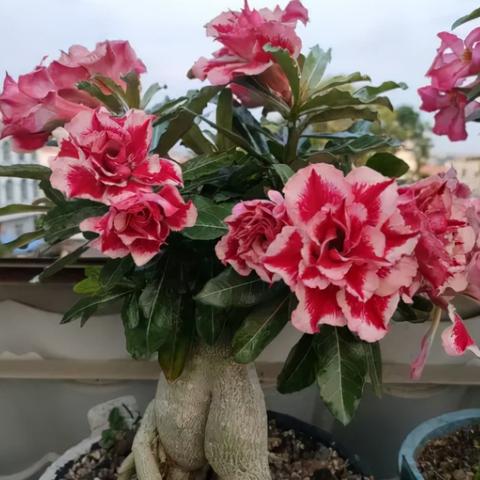 手游《黑色沙漠》玫瑰获取攻略:高效道具收集技巧解析 手游《黑色沙漠》玫瑰获取攻略:高效道具收集技巧解析