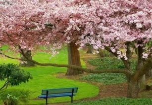 雨林樱花树藏匿秘境，光遇探险新地标揭晓