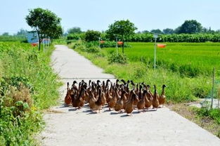 校园清洁攻略:高效完成鸭科夫农场镇逃离任务新技巧 校园清洁攻略:高效完成鸭科夫农场镇逃离任务新技巧