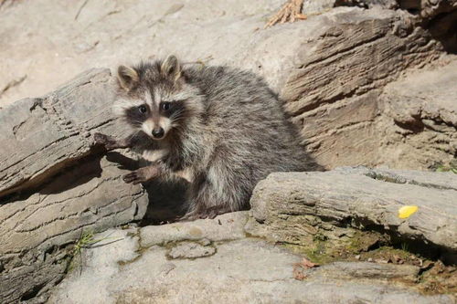 浣熊不高兴弓箭流实战攻略：解锁高效箭术技巧