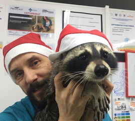 新手快速通关浣熊不高兴，独家攻略助你轻松上瘾