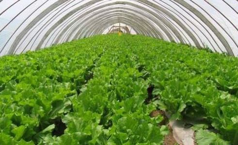 高效种植与盈利：农作物销售全攻略揭秘新技巧