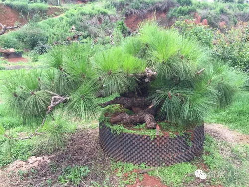 灵草高效种植攻略：不一样修仙2独门秘籍大公开