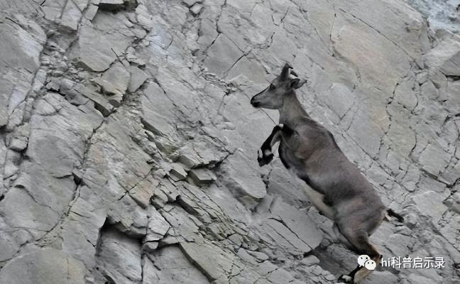 岩羊副本通关秘籍:高效策略助你轻松征服 岩羊副本通关秘籍:高效策略助你轻松征服