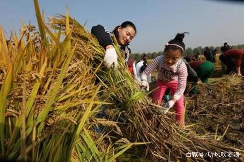 深度解析：无悔华夏种田攻略，解锁高效农业致富新秘籍