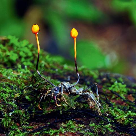 花亦山心月奇案解密,月景之谜答案全解析 花亦山心月奇案解密,月景之谜答案全解析
