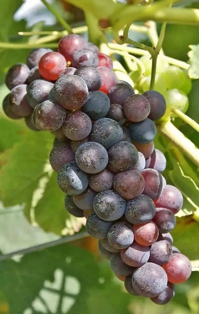 森灵浆果葡萄大丰收，揭秘采集数新纪录！