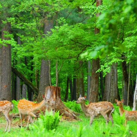 萌宠同行，畅游《狩猎幻想H5》福利盛宴，体验新价值之旅