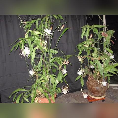 数码宝贝进化揭秘：仙人掌兽全新进化体系解析