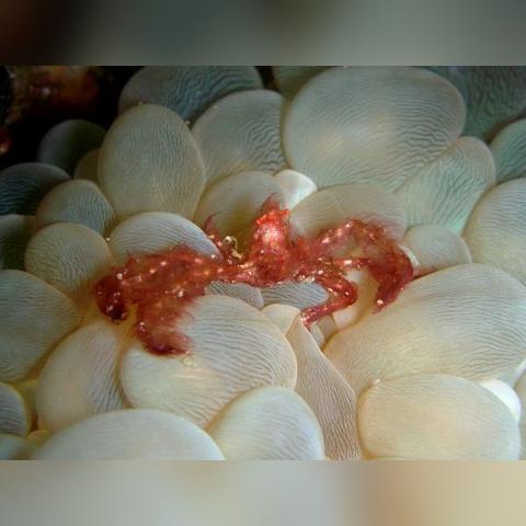 万圣节恶作剧攻略:光遇螃蟹玩法大揭秘,趣味升级! 万圣节恶作剧攻略:光遇螃蟹玩法大揭秘,趣味升级!