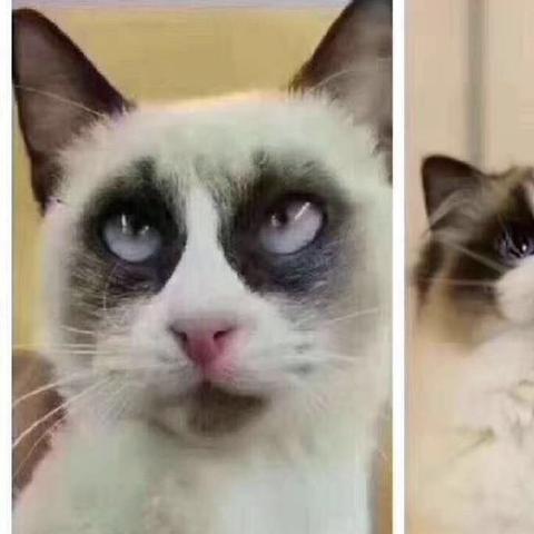 手游猫咪繁育攻略：天涯明月刀养猫系统深度解析新技巧