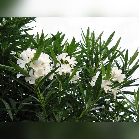 爆裂魔女血之轮回通关秘籍：高效攻略解锁新境界