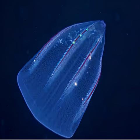 光遇水母头先祖兑换攻略,解锁神秘新图鉴! 光遇水母头先祖兑换攻略,解锁神秘新图鉴!