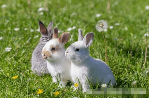 中秋光遇兔价大揭秘：全面兔子价格一览解析