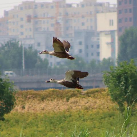 飞翔季鸟叫声先祖藏身之谜，探寻神秘先祖新发现