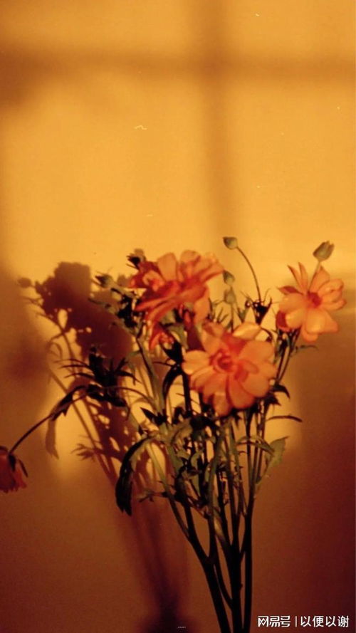 光遇万圣节枫叶斗篷价格揭秘，独特价值解析