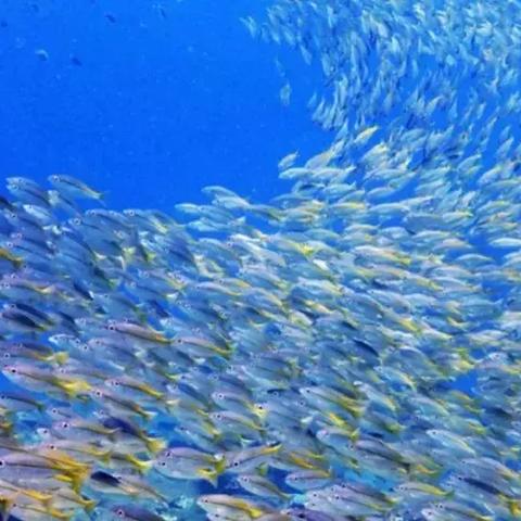 手游EVE巨型企业攻略：高效打法与丰厚收益解析