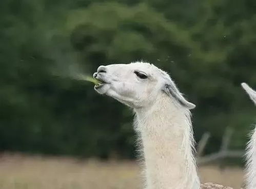 羊驼唾液妙用解析，揭秘独特攻击机制解析