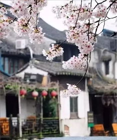 江南春花店铺探秘：春意盎然之地，百景图中的藏匿秘境