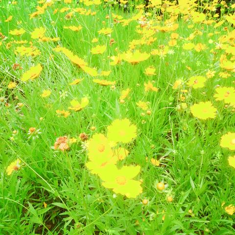 幻塔营养粥秘制攻略：轻松获取材料与制作技巧