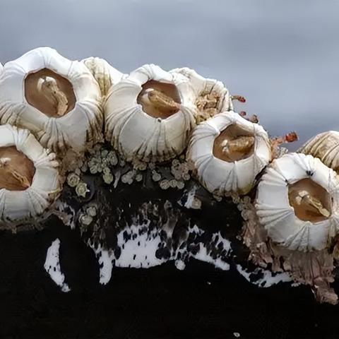 幻塔松香藤壶汤秘制攻略：轻松获取食材，解锁美味新境界