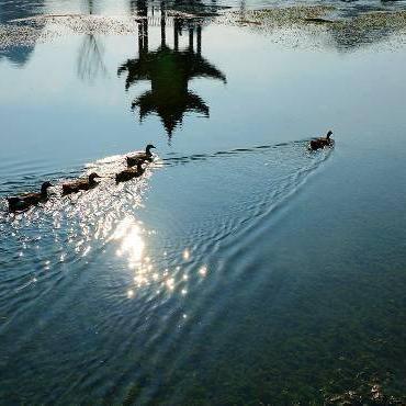 幻塔游鱼探珠制作攻略：食材获取与全新烹饪技巧解析