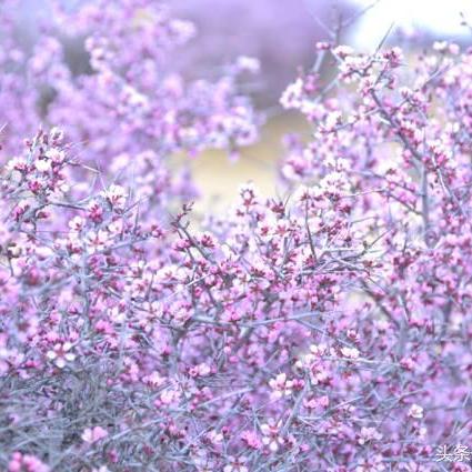 幻塔脆皮披萨制作攻略：海鲜风味新体验