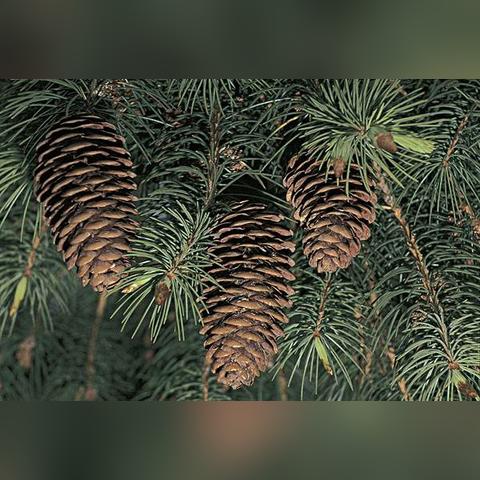 光遇刺猬头获取攻略:揭秘高效收集新技巧 光遇刺猬头获取攻略:揭秘高效收集新技巧