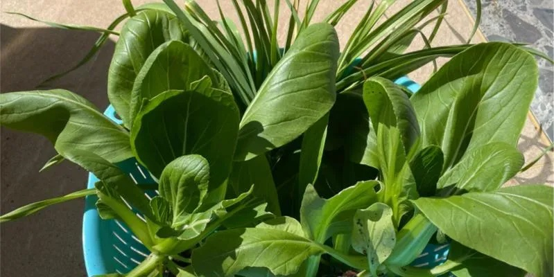 四季物语芜菁种植秘籍:打造巨型芜菁攻略全解析 四季物语芜菁种植秘籍:打造巨型芜菁攻略全解析