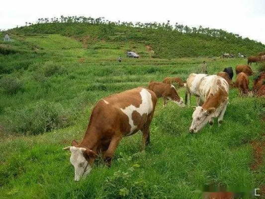 四季物语牛病应对秘籍:高效放牧技巧全解析 四季物语牛病应对秘籍:高效放牧技巧全解析